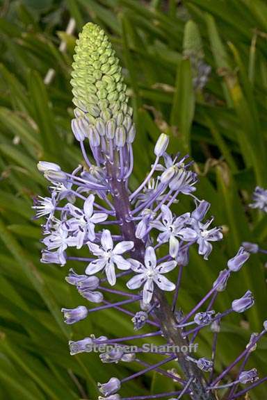 scilla hyacinthoides 2 graphic